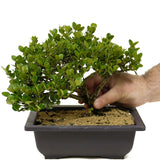 Dwarf Natal Plum D336