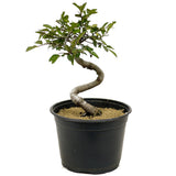 Chinese Elm D337