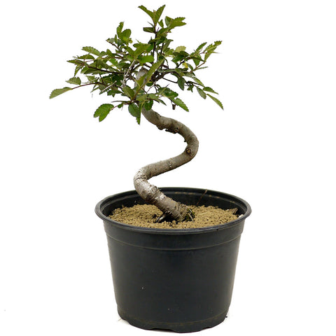 Chinese Elm D337