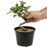 Chinese Elm D337