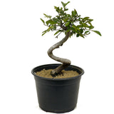Chinese Elm D337