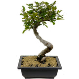 Chinese Elm D338