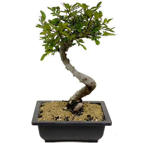 Chinese Elm D338