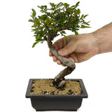 Chinese Elm D338