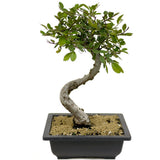 Chinese Elm D338