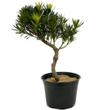 Podocarpus D339