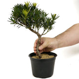 Podocarpus D339