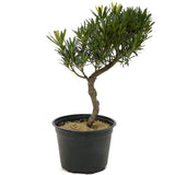 Podocarpus D339