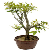 Crabapple D340