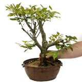 Crabapple D340