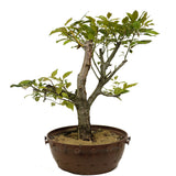 Crabapple D340