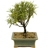 Rosemary Shohin Bonsai D341