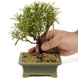 Rosemary Shohin Bonsai D341