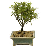 Rosemary Shohin Bonsai D341