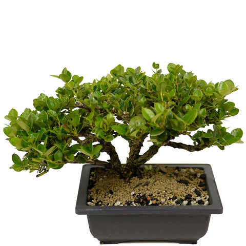 Shohin Dwarf Natal Plum D342