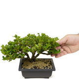 Shohin Dwarf Natal Plum D342