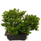 Shohin Dwarf Natal Plum D342