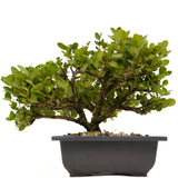 Shohin Dwarf Natal Plum D342