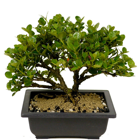 Shohin Dwarf Natal Plum D343
