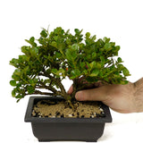 Shohin Dwarf Natal Plum D343