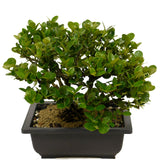 Shohin Dwarf Natal Plum D343