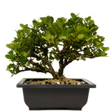 Shohin Dwarf Natal Plum D343