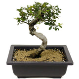 Chinese Elm D344