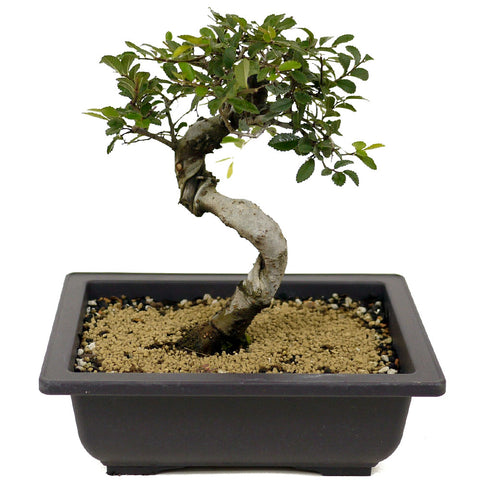 Chinese Elm D344
