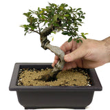 Chinese Elm D344
