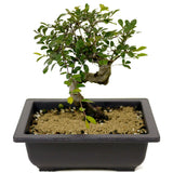 Chinese Elm D344