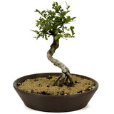 Chinese Elm D345