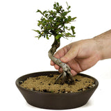 Chinese Elm D345