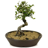 Chinese Elm D345