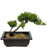 Dwarf Japanese Garden Juniper D346