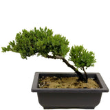 Dwarf Japanese Garden Juniper D346