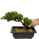 Dwarf Japanese Garden Juniper D346