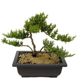 Dwarf Japanese Garden Juniper D347