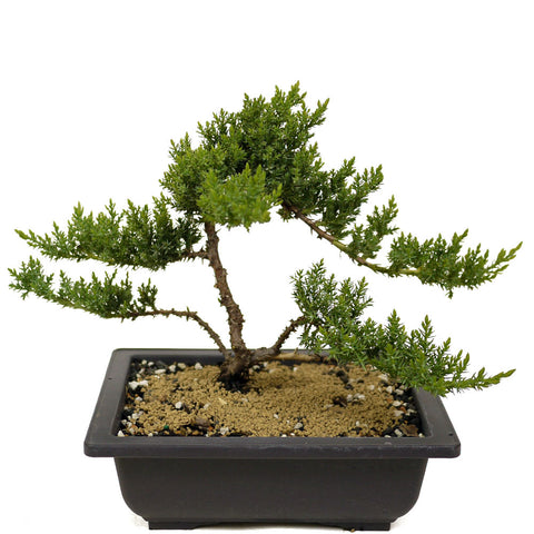 Dwarf Japanese Garden Juniper D347