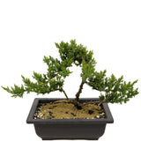 Dwarf Japanese Garden Juniper D347