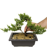 Dwarf Japanese Garden Juniper D347