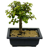 Mini Jade D348