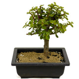 Mini Jade D348