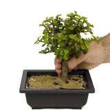 Mini Jade D348