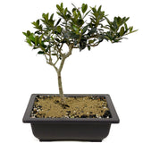 Olive D349