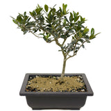 Olive D349