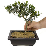 Olive D349