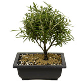 Rosemary Bonsai D350