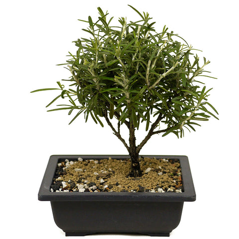 Rosemary Bonsai D350