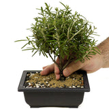 Rosemary Bonsai D350