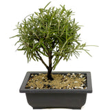 Rosemary Bonsai D350
